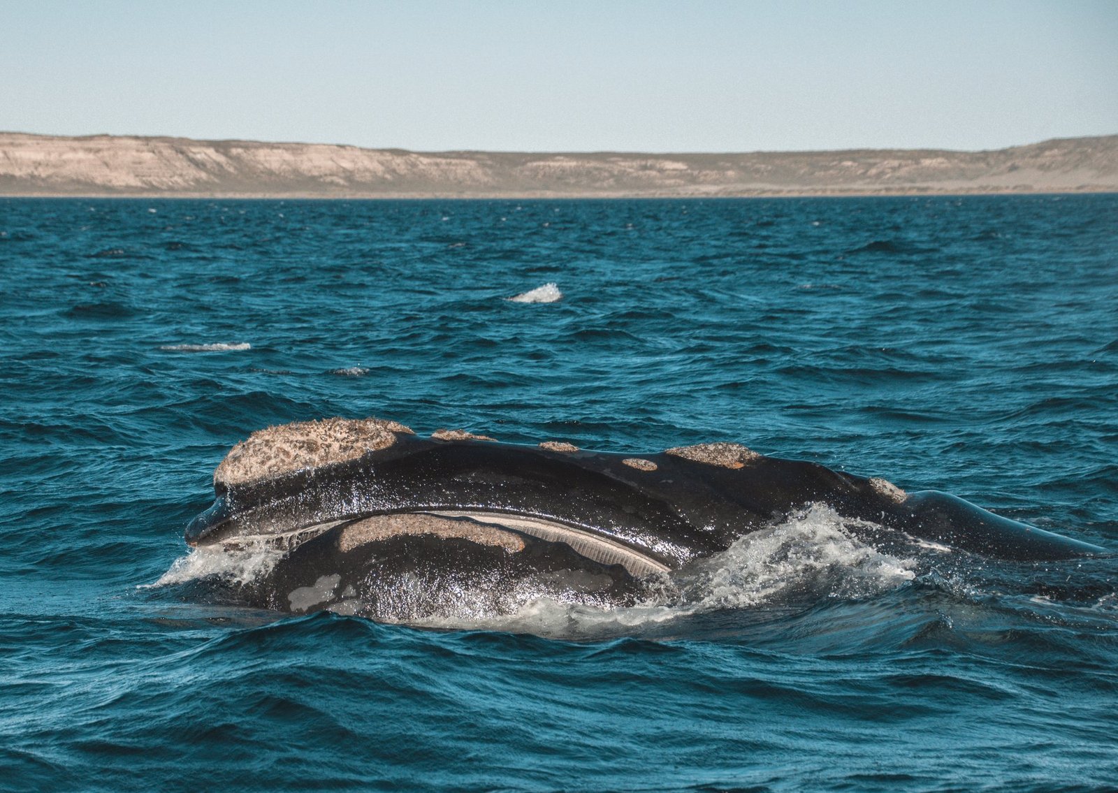 Baleia-franca emergindo nas águas da Península Valdés
