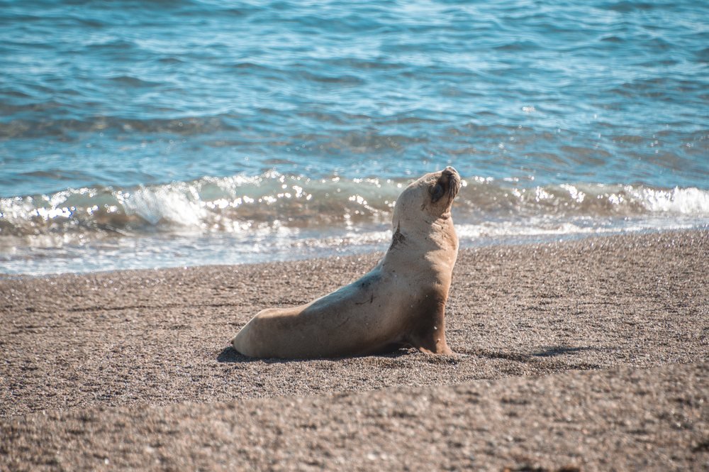 Lobo-marinho na praia