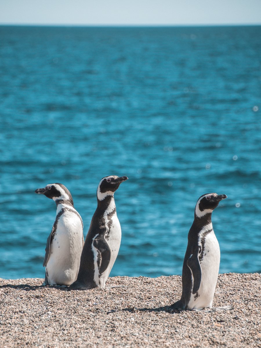 Três pinguins-de-magalhães na praia